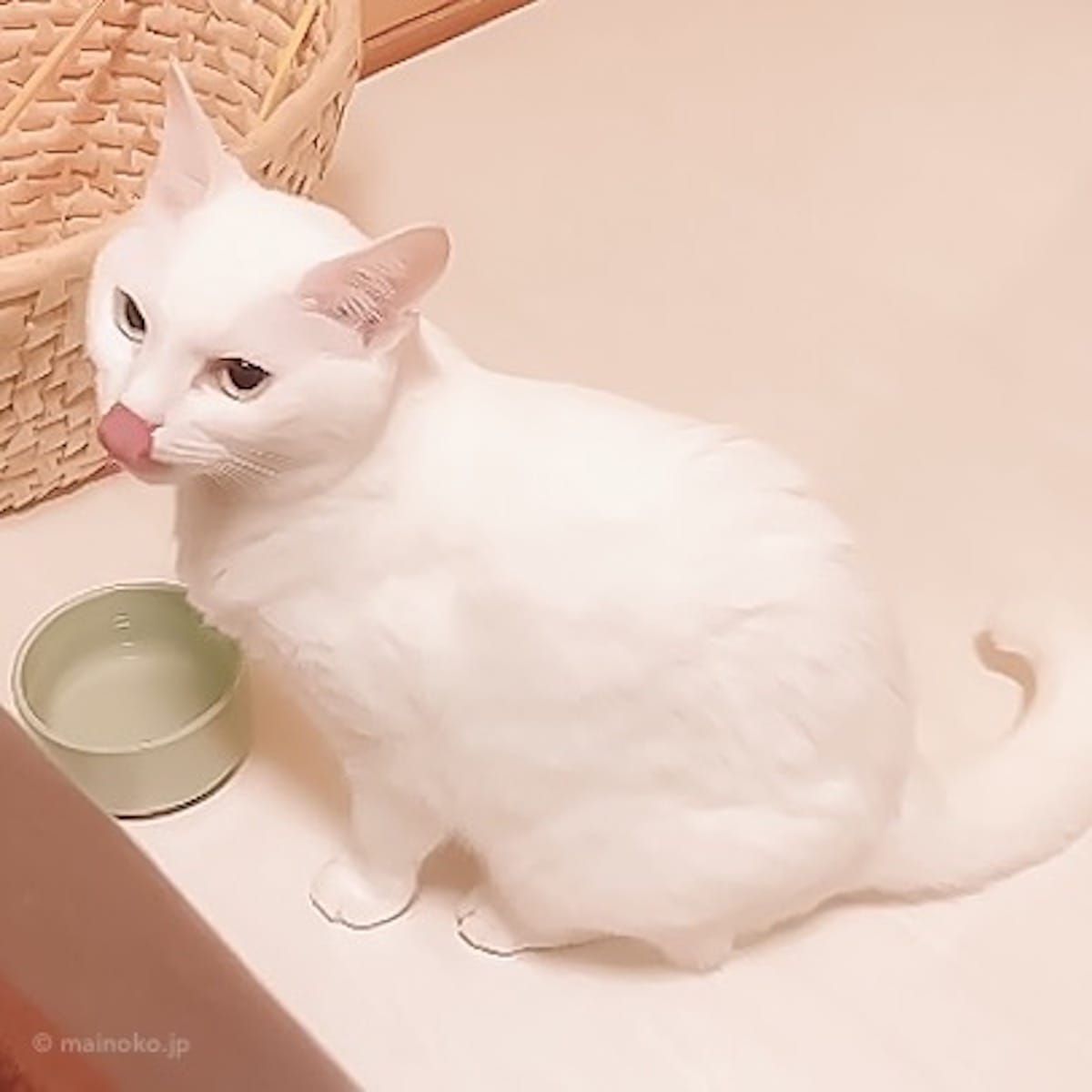 水入れ ヘルスウォーター ボウル S